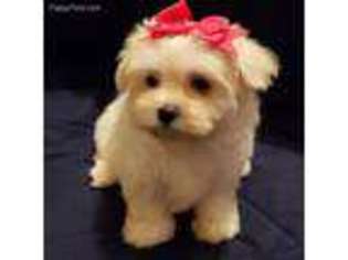 Maltese Puppy for sale in Beaverton, AL, USA