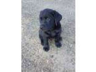 Labrador Retriever Puppy for sale in Addison, NY, USA