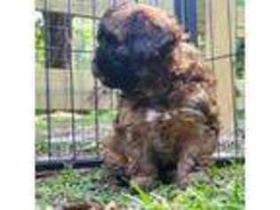 Shih-Poo Puppy for sale in Lillington, NC, USA