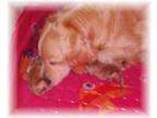 Golden Retriever Puppy for sale in Farmington, MO, USA