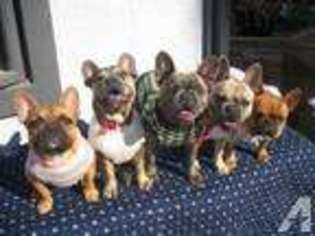 French Bulldog Puppy for sale in OCEANSIDE, CA, USA