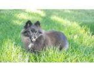 Pomeranian Puppy for sale in Albany, MO, USA