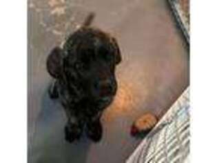 Mastiff Puppy for sale in Douglas, AZ, USA