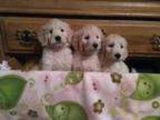 Goldendoodle Puppy for sale in Canton, NC, USA