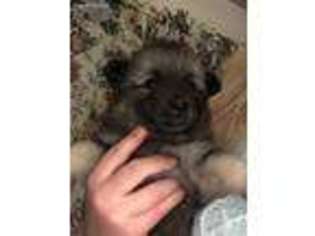 Keeshond Puppy for sale in Monson, ME, USA