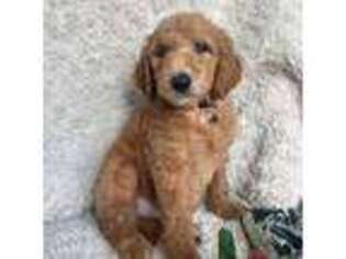 Goldendoodle Puppy for sale in Chico, CA, USA