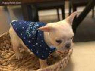 French Bulldog Puppy for sale in Keller, TX, USA