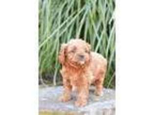 Cavapoo Puppy for sale in Ronks, PA, USA