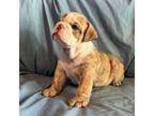 Bulldog Puppy for sale in Bloomsburg, PA, USA