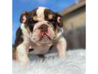 Bulldog Puppy for sale in Sugar Land, TX, USA
