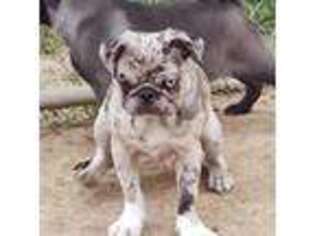 Pug Puppy for sale in Vermilion, OH, USA