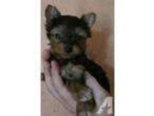 Yorkshire Terrier Puppy for sale in BOGATA, TX, USA