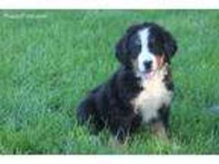 Bernese Mountain Dog Puppy for sale in North Vernon, IN, USA