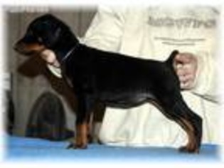 Doberman Pinscher Puppy for sale in Waxhaw, NC, USA