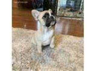 French Bulldog Puppy for sale in Birmingham, MI, USA