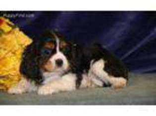 Cavalier King Charles Spaniel Puppy for sale in Morgantown, PA, USA