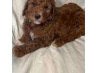 Goldendoodle Puppy for sale in Carbondale, IL, USA