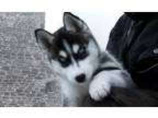 Siberian Husky Puppy for sale in Melrose Park, IL, USA