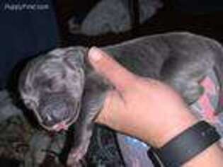 Great Dane Puppy for sale in Florence, SC, USA