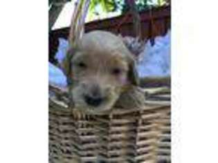 Goldendoodle Puppy for sale in Boca Raton, FL, USA