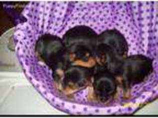 Yorkshire Terrier Puppy for sale in Rutland, SD, USA