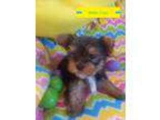 Yorkshire Terrier Puppy for sale in Bethel, OH, USA