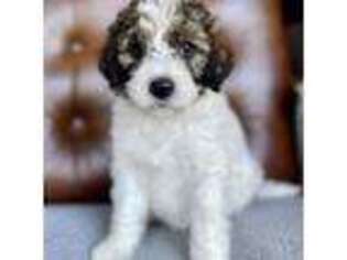 Mutt Puppy for sale in Parker, CO, USA