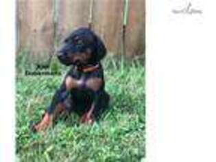 Doberman Pinscher Puppy for sale in Youngstown, OH, USA