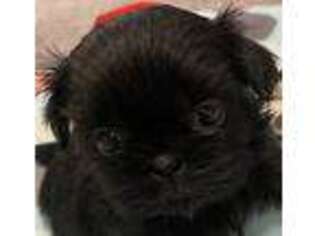 Mutt Puppy for sale in Colton, CA, USA