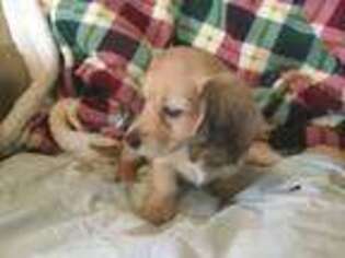 Dachshund Puppy for sale in Mount Sterling, IL, USA