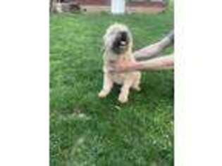Soft Coated Wheaten Terrier Puppy for sale in Bethel, PA, USA