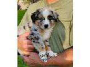 Miniature Australian Shepherd Puppy for sale in Delavan, WI, USA