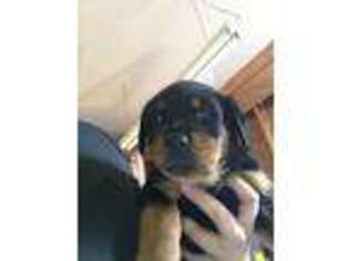 Rottweiler Puppy for sale in Dover, DE, USA
