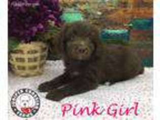 Mutt Puppy for sale in Quincy, FL, USA