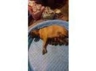 Bullmastiff Puppy for sale in Trinidad, TX, USA