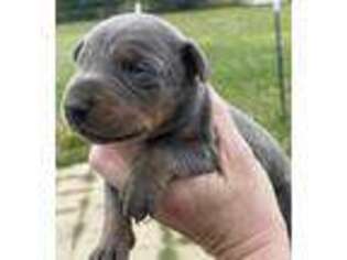 Doberman Pinscher Puppy for sale in Gurley, AL, USA