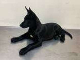 Belgian Malinois Puppy for sale in El Paso, TX, USA