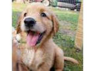 Golden Retriever Puppy for sale in Wheaton, IL, USA