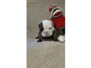 Bulldog Puppy for sale in Fairbury, NE, USA