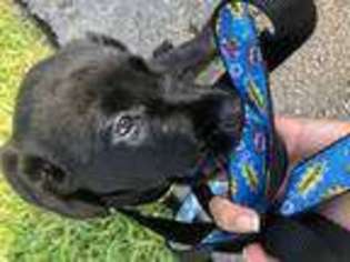 Labrador Retriever Puppy for sale in Weston, FL, USA