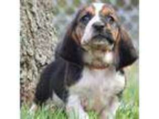 Basset Hound Puppy for sale in Royalton, KY, USA