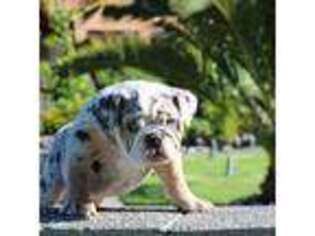 Bulldog Puppy for sale in Florence, OR, USA