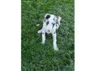 Great Dane Puppy for sale in Homewood, IL, USA