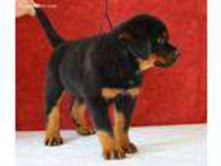Rottweiler Puppy for sale in Cape Coral, FL, USA