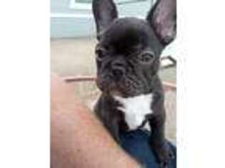 French Bulldog Puppy for sale in Marana, AZ, USA