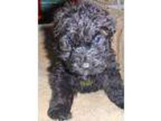 Mutt Puppy for sale in Clifford, PA, USA