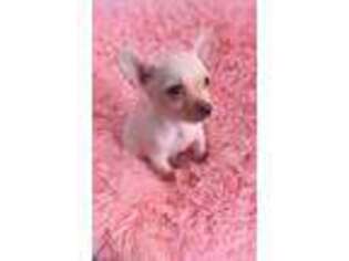 Chihuahua Puppy for sale in Bakersfield, CA, USA