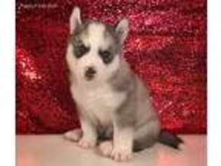 Siberian Husky Puppy for sale in Pleasantville, IA, USA