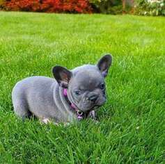 French Bulldog Puppy for sale in Graham, NC, USA