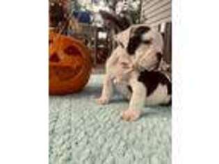 Olde English Bulldogge Puppy for sale in Hartselle, AL, USA